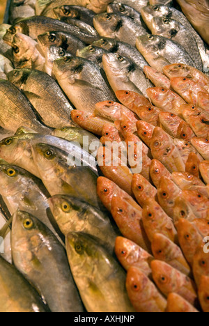 Fischmarkt am Weg nach Tagiura, Tripolis, Libyen, Nordafrika. Stockfoto