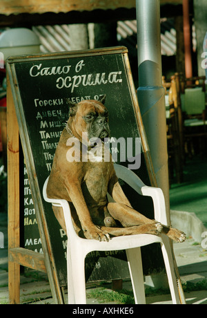 Hund sitzt auf einem Stuhl vor einem Restaurant in Bulgarien Stockfoto