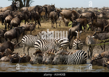 Tansania Serengeti Nationalpark blaue Gnus und Zebras in der jährlichen migration Stockfoto