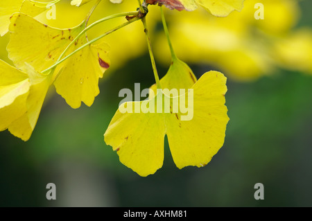 Ginko gingko Stockfoto