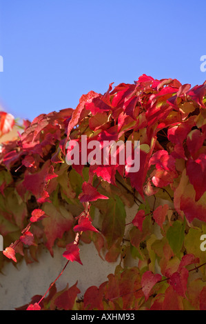 Bunte wilde Rebe Herbst Rotes Laub wilder Wein Stockfoto, Bild ...