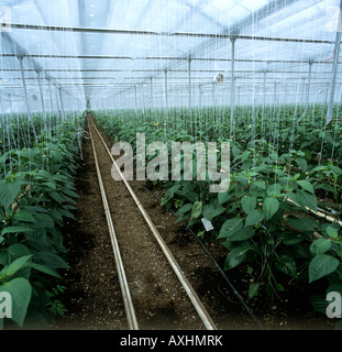 Bio Paprika-Gewächshaus Zuschneiden Capsicum Annuum wachsen im Boden mit Zeichenfolgen für die Unterstützung Stockfoto