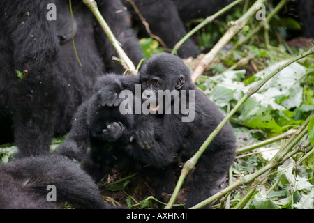 Afrika Uganda Bwindi undurchdringlichen Nationalpark Juvenile Mountain Gorillas Gorilla Gorilla Beringei Kämpfe im Regenwald Stockfoto