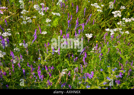 Vielzahl von wilden Blumen wachsen auf einer Wiese in Norfolk, England Stockfoto