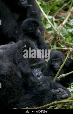 Afrika Uganda Bwindi undurchdringlichen Nationalpark erwachsenen männlichen Mountain Gorilla Gorilla Gorilla Beringei ruht im Regenwald Stockfoto