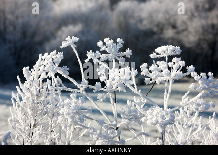 DEU Deutschland Winter Tag gefrorene Pflanzen und Gegenstände Raureif Eiskristalle Stockfoto