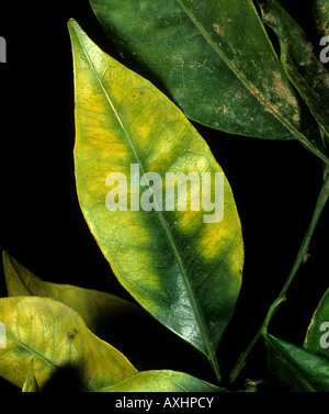 Chlorosen eine orange Leaf verursacht durch Magnesiummangel im Baum Stockfoto