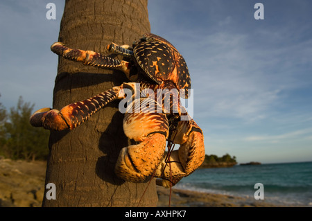 Tansania Sansibar Chumbe Island Giant Coconut Crab Birgus Latro ist die größte terrestrische Krabbe in der Welt Stockfoto