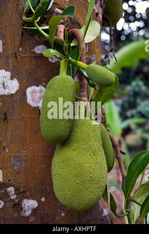 Tansania Sansibar Jackfruit ist eine der vielen Früchte angebaut auf Sansibar Stockfoto