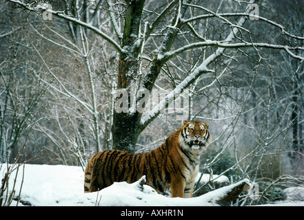 Sibirische Tiger im WINTERWALD PANTHERA TIGRIS ALTAICA Altaica Tier Asien Asiatische asiatische große blooded Carnivora carnivo Stockfoto