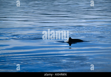 Ein Schweinswal (Phocoena Phocoena) in freier Wildbahn, Dänemark Stockfoto