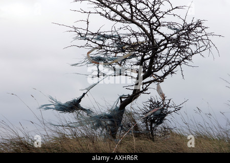 Kunststoff, geblasen von einem Land füllen Standort Seal Sands in der Nähe von Middlesbrough Cleveland UK Stockfoto