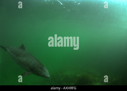 Ein Schweinswal (Phocoena Phocoena) in Gefangenschaft, Dänemark Stockfoto