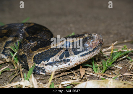 Tansania Sansibar Zala Park Jozani Forest Southern African Rock Python Python Natalensis Stockfoto