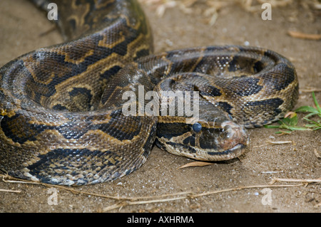 Tansania Sansibar Zala Park Jozani Forest Southern African Rock Python Python Natalensis Stockfoto