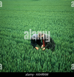 Landwirt Berater eng Prüfung eine Weizenernte im Ohr Stockfoto