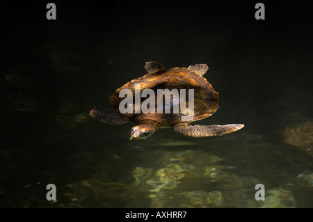 Tansania Sansibar grüne Schildkröte Chelonia mydas Stockfoto