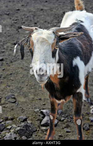 Queso Majorero" Ziegen: Ginginámar, Fuerteventura, Kanarische Inseln im Atlantik westlich von Nordafrika, Spanien. Welt-Klasse Käseproduktion. Stockfoto