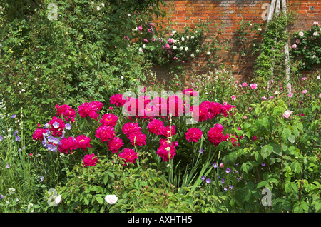 Hell rosa Pfingstrosen in einem englischen Landhaus-Garten. Stockfoto