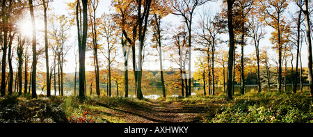 La Futaie et route de Foret de Tronçais En Automne Allier 03 Herbst Auvergne schlechte Saison schlechte Jahreszeiten botanischen Arten Botanicals Stockfoto