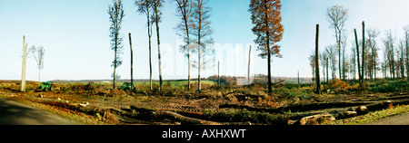 Schneiden Sie Protokolle in Buche Wald von Tron Ais Allier Botanik Fagus Substanz 03 Allier Bereich Bereichen Herbst Auvergne Buche buchen Botanik Com Stockfoto