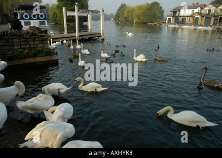 Schwäne auf der Themse an Windsor in England Stockfoto