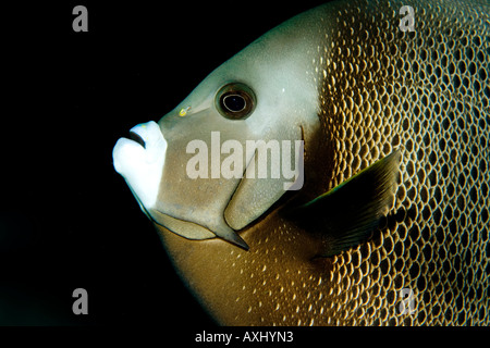 NAHAUFNAHME VON EINER GRAUEN KAISERFISCH POMACANTHUS ARCUATUS KEY LARGO FLORIDA Stockfoto