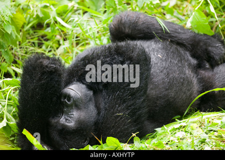 Ugandas Bwindi undurchdringlichen Nationalpark Mountain Gorilla Gorilla Gorilla Beringei ruht im Regenwald Stockfoto