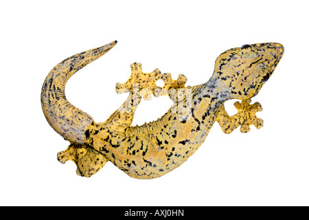 Rübe tailed Gecko (Thecadactylus Rapicauda) aus dem ecuadorianischen Amazonas Stockfoto