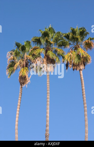Drei Palmen gegen blauen Himmel Stockfoto