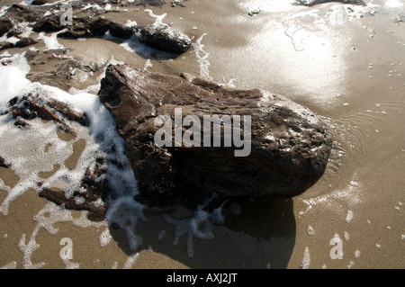 Reste von prähistorischen getauchten Torf Betten und Eichenwald von Treibsand Borth Cardigan Bay West Wales ausgesetzt Stockfoto