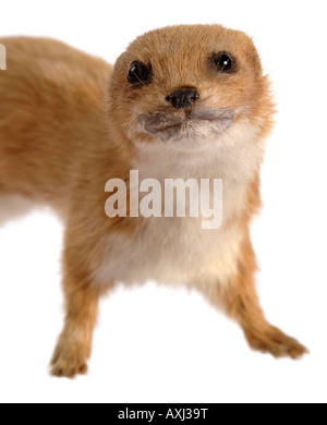Gefüllte Präparatoren Wiesel Stockfoto