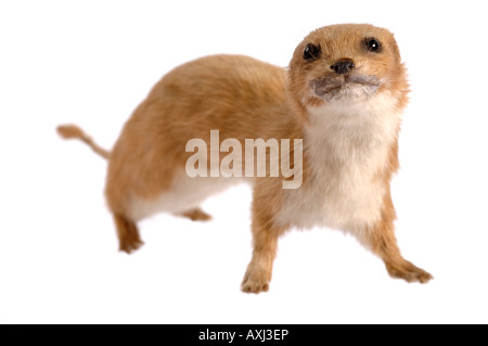 Gefüllte Präparatoren Wiesel Stockfoto