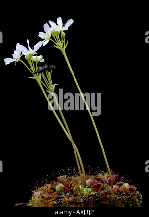 Venusfliegenfalle Dionaea Muscipula, in Blüte Stockfoto