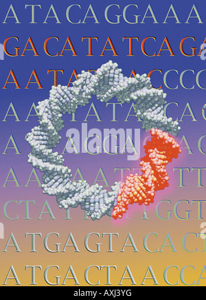 kreisförmige DNA Plasmid mit aktiven Gens verwendet in der Gentherapie und Klonen von Genen Stockfoto