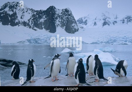 Gentoo Penguins (Pygoscelis Papua), Petermann Island, Antarktis Stockfoto