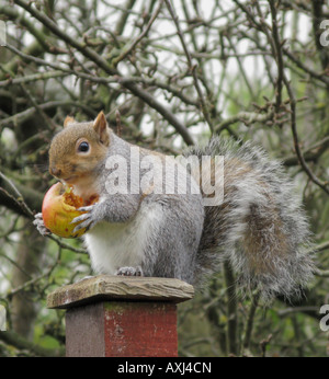 Östliche graue Eichhörnchen Sciurus Carolinensis Essen Apfel Devon England Stockfoto