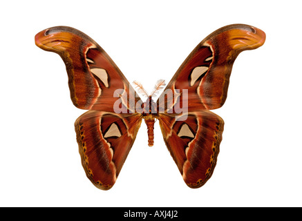 Attacus Atlas Moth Stockfoto