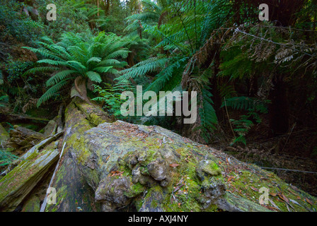 Gefallenen Moos bedeckt Baumstamm und Manferns im Tasmanischen Regenwald in der Nähe von Mount Field National Park Stockfoto