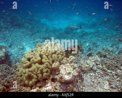 Titan-Drückerfisch [Bandos Island Reef, Kaafu Atoll, Malediven, Asien]. Stockfoto