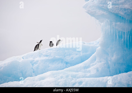 Adelie-Pinguine auf blauen Eisberg mit Eiszapfen hängen in einem Eis kühlen Höhle in der Weddell-See in der Nähe von Paulet Insel Antarktis Stockfoto