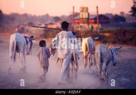 Mann und kleiner Junge Aufrundung weißen Esel und Ziegen auf einer staubigen Straße in das weiche rosa Dämmerung in der Nähe von Delhi Inda Stockfoto