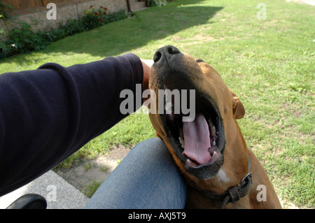 Mischling Amstaff Hund Stockfoto