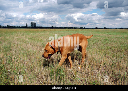 Mischling Amstaff Hund Stockfoto