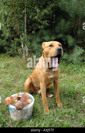 Mischling Amstaff Hund im Auge behalten Eimer mit Pilzen Stockfoto