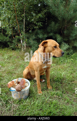 Mischling Amstaff Hund im Auge behalten Eimer mit Pilzen Stockfoto