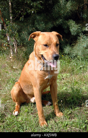 Mischling Amstaff Hund Stockfoto