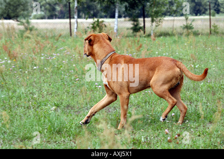 Mischling Amstaff Hund Stockfoto