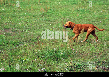 Mischling Amstaff Hund Stockfoto