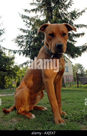 Mischling Amstaff Hund Stockfoto